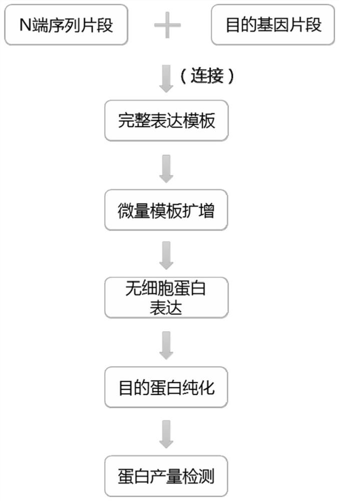 A protein synthesis screening method