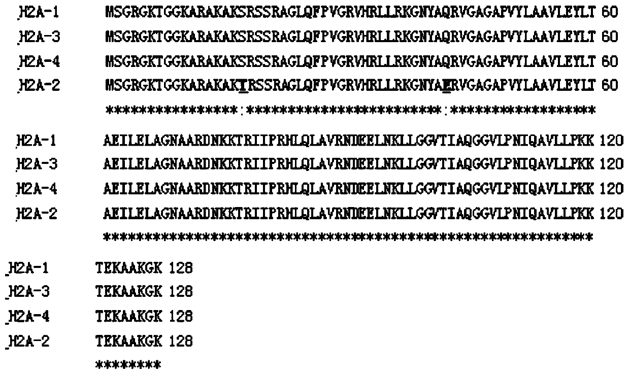 Nucleic acid molecules, expression vectors and applications, antibacterial drugs and methods