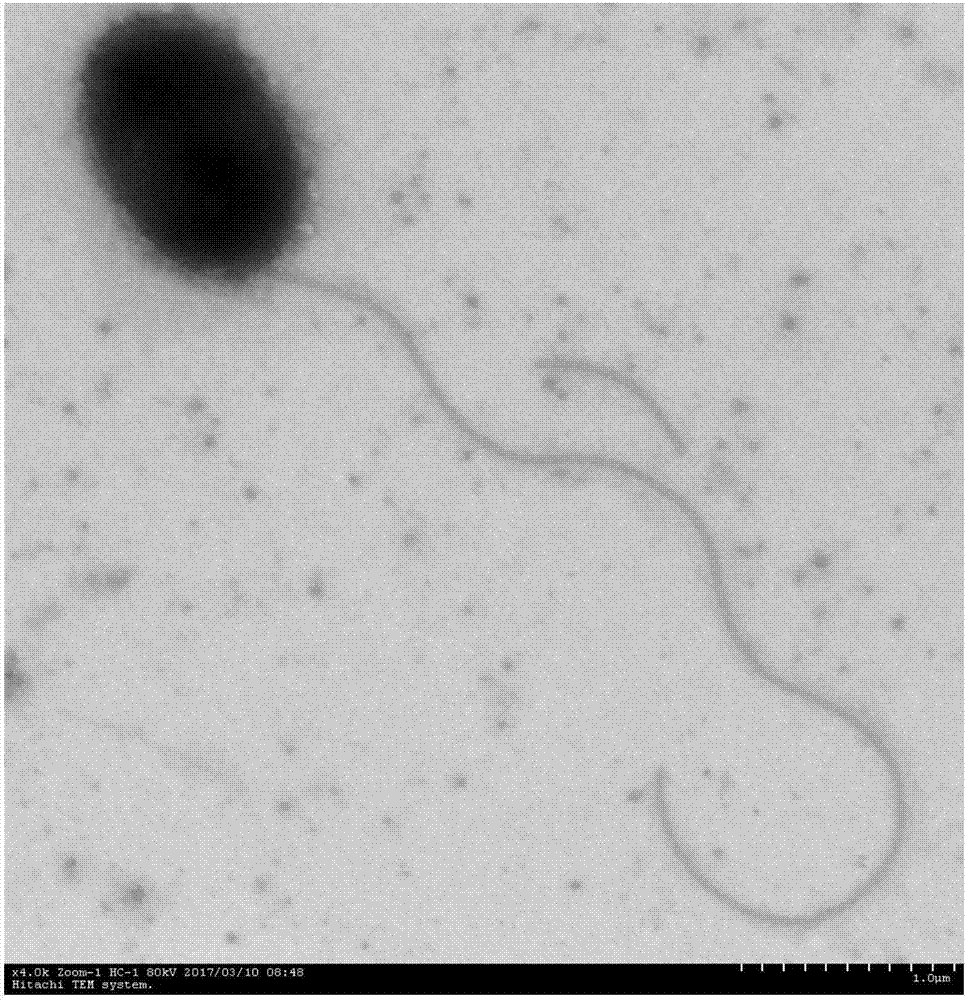 Pseudomonas aeruginosa with methylamine degrading capability and application thereof