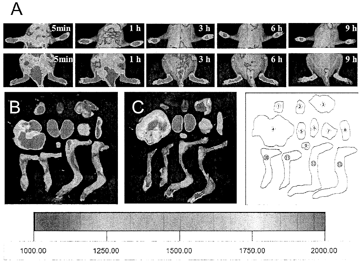 Cationic nucleic acid scavenger and uses thereof