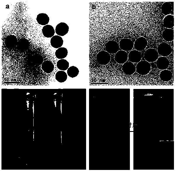 Method for phase transition of hydrophobic nanoparticles by using DNA nanostructure