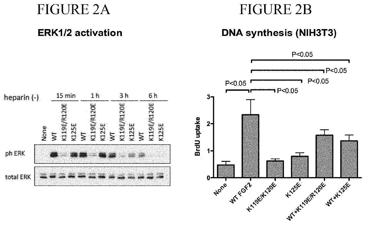 Dominant-negative FGF2 antagonists