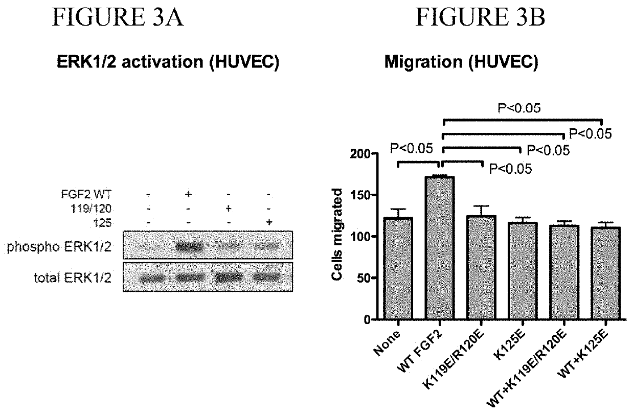 Dominant-negative FGF2 antagonists