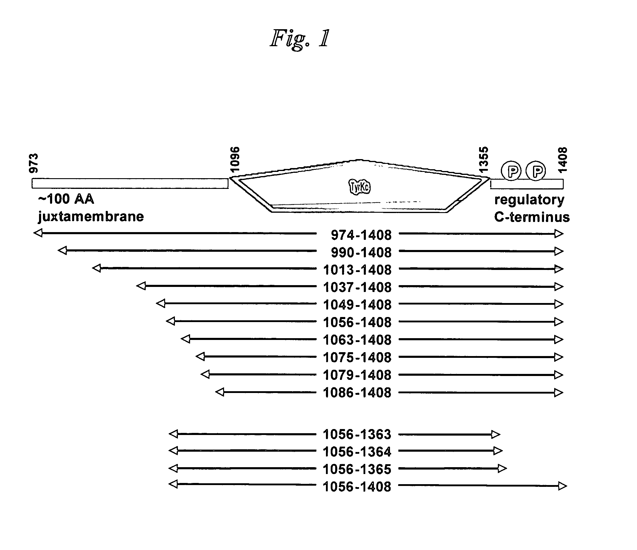 Nucleic acids encoding kinase and phosphatase enzymes, expression vectors and cells containing same