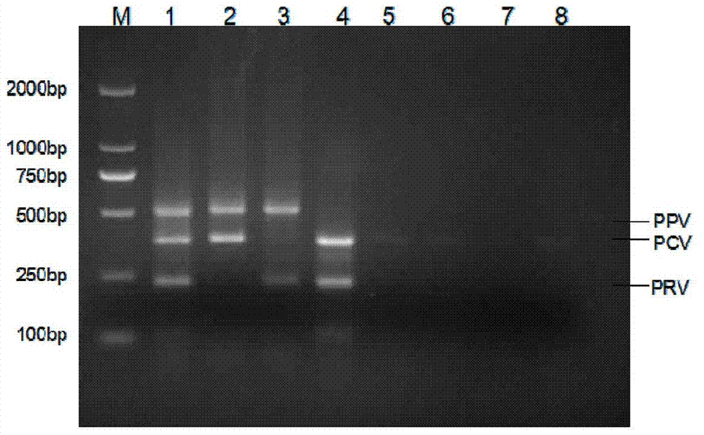 Common primer nucleic acid amplification method for detecting three pig viruses synchronously and kit