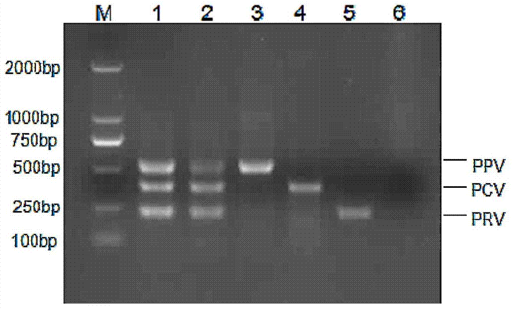 Common primer nucleic acid amplification method for detecting three pig viruses synchronously and kit