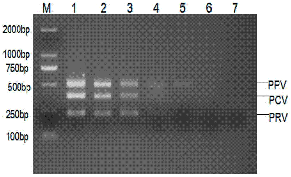 Common primer nucleic acid amplification method for detecting three pig viruses synchronously and kit