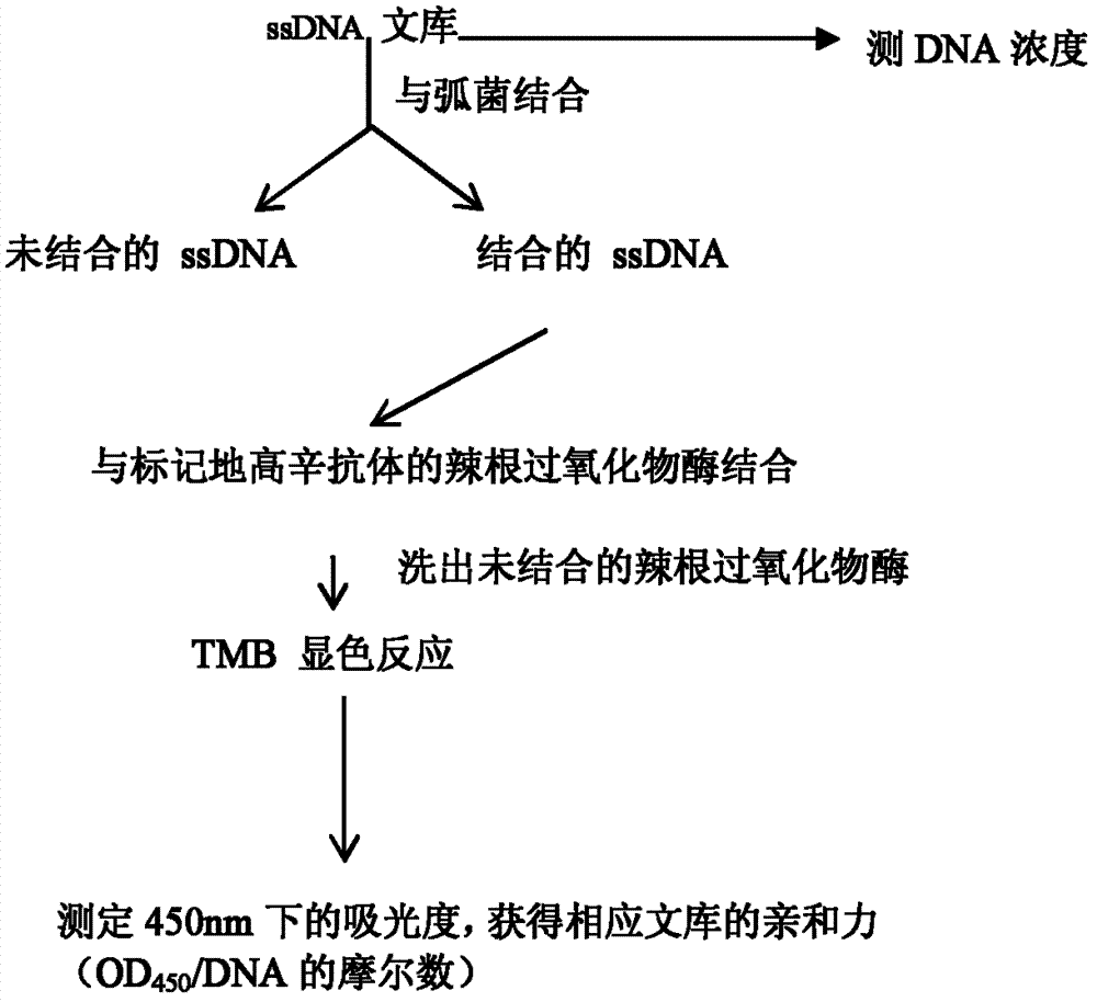 Three oligonucleotide sequences for identification and detection of vibrio alginolyticus as well as preparation method and application thereof