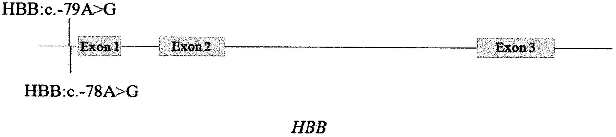 Basic group editing system and method for specifically repairing HBB gene mutation, kit and application of system and method and kit in human genital system