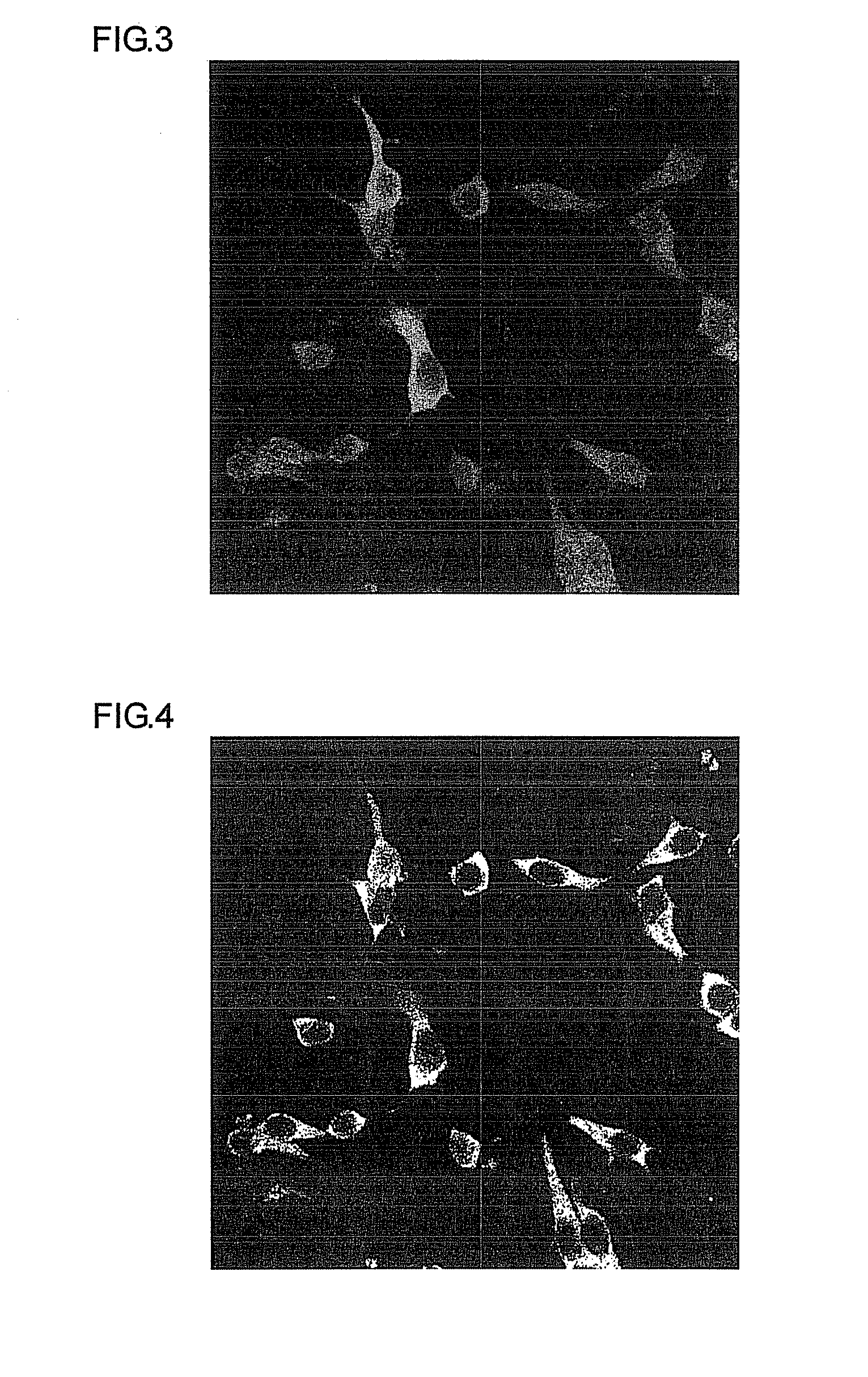 Neuronal differentiation-inducing peptide and use thereof