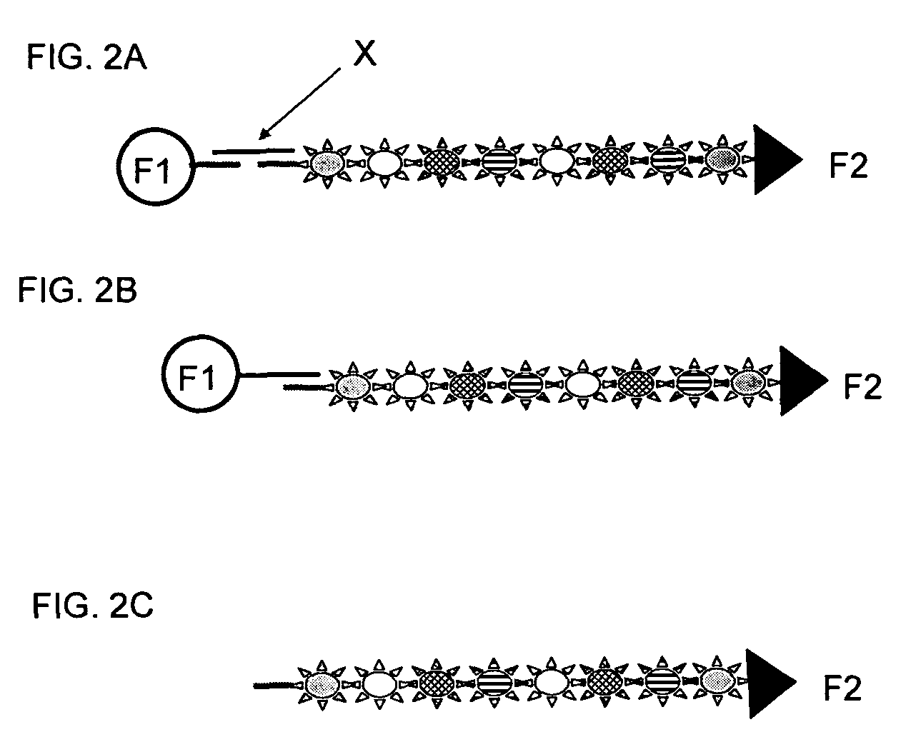 Compositions comprising oriented, immobilized macromolecules and methods for their preparation