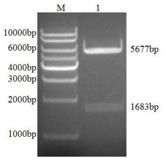 Preparation method of recombinant protein of porcine h1n1 subtype influenza virus hemagglutinin and liquid chip detection kit for the virus antibody