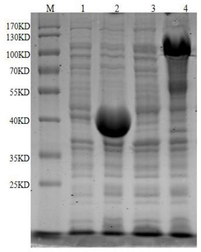 Preparation method of recombinant protein of porcine h1n1 subtype influenza virus hemagglutinin and liquid chip detection kit for the virus antibody