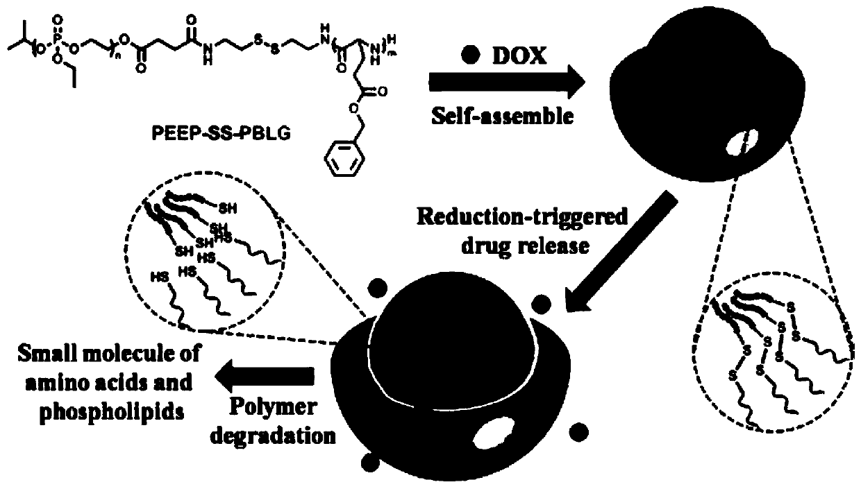 Preparation and application of a reduction-sensitive nanomicelle