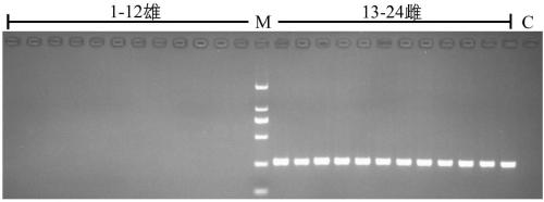 Specific DNA fragment SSM2 for sex determination of sturgeons and application