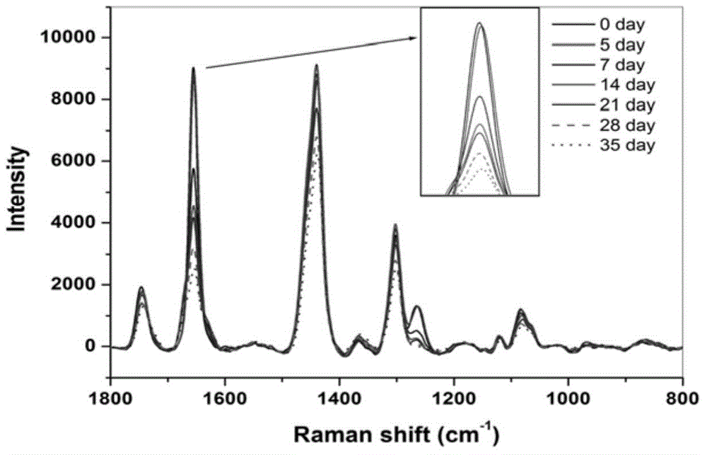 Raman spectrum based detection method for oxidative rancidity of ganoderma lucidum spores oil