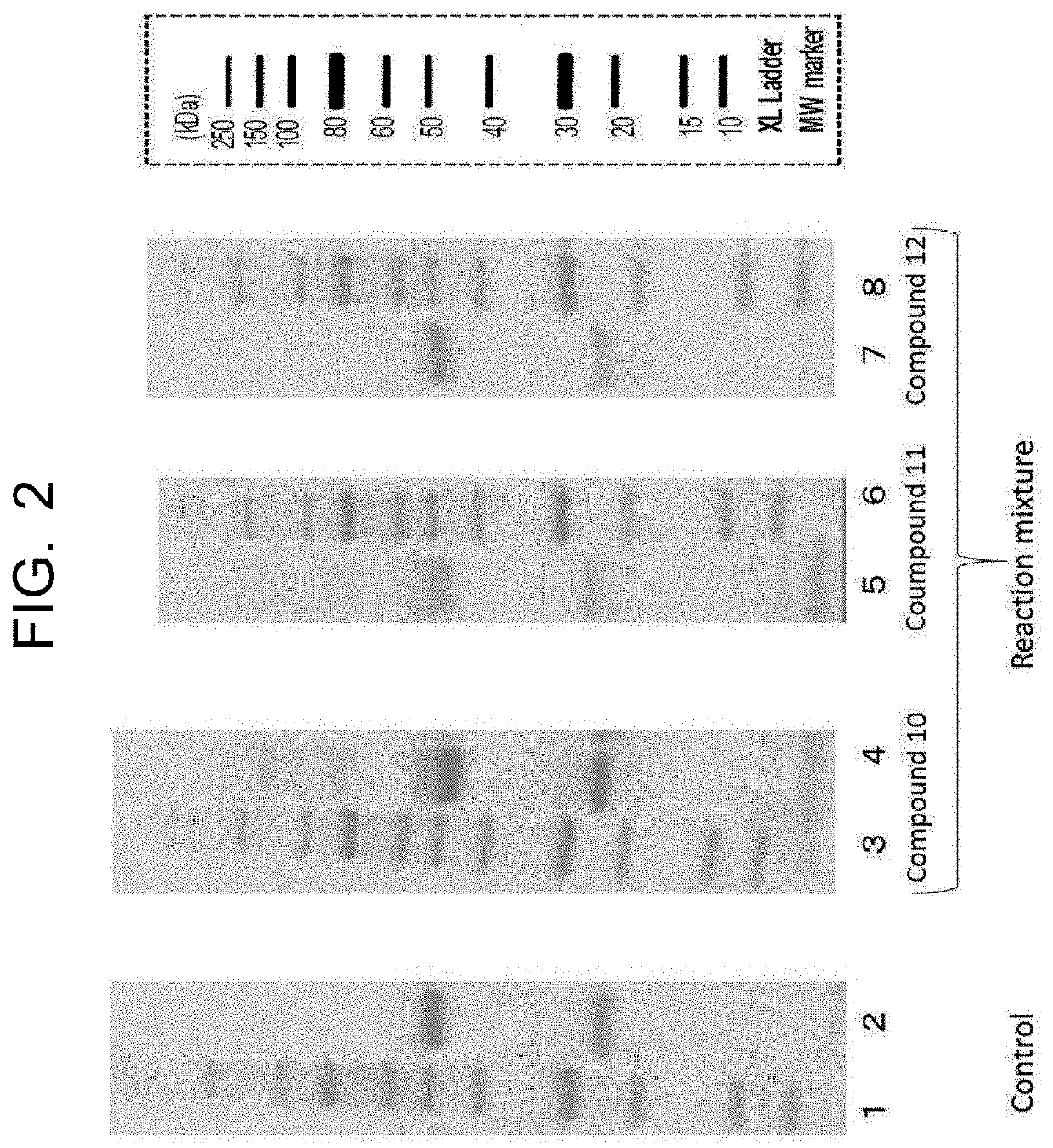 Compound having affinity substance to antibody and bioorthogonal functional group, or salt thereof