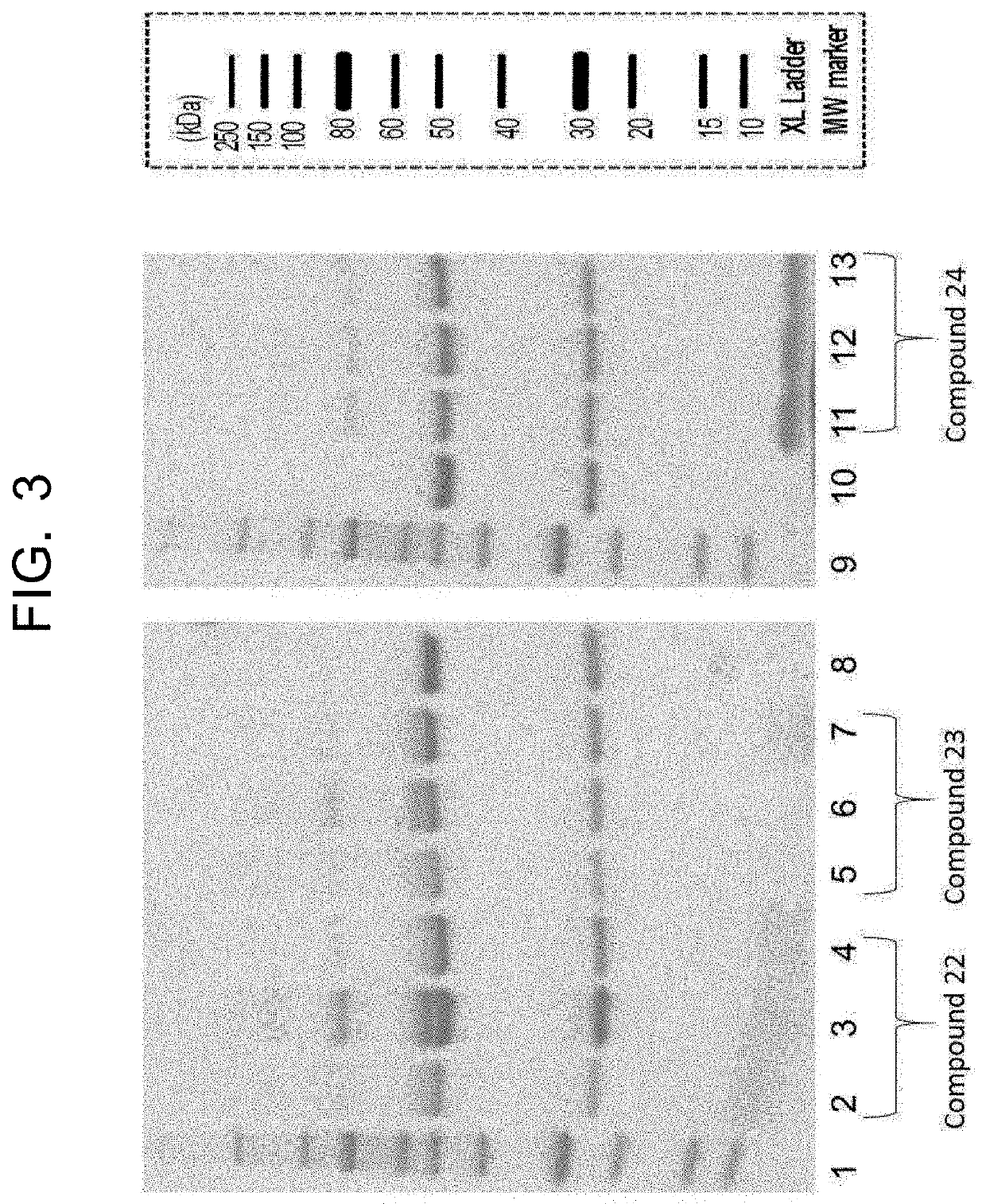 Compound having affinity substance to antibody and bioorthogonal functional group, or salt thereof