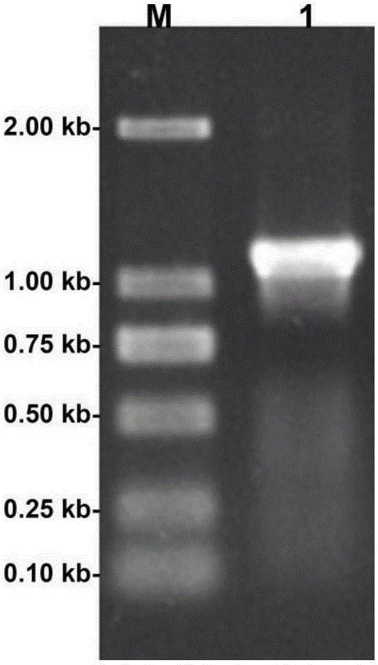 Cloning, definition and application of internally tangent polygalacturonase gene with temperature resistance and acid stability