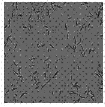 Bacillus licheniformis and its method for preparing rennet freeze-dried powder