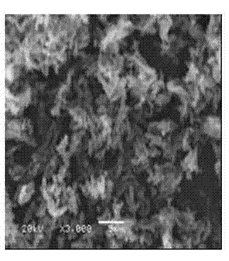 Bacillus licheniformis and its method for preparing rennet freeze-dried powder