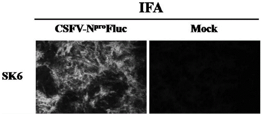 Anti-swine fever virus infection siRNA (small interfering ribonucleic acid) and application thereof