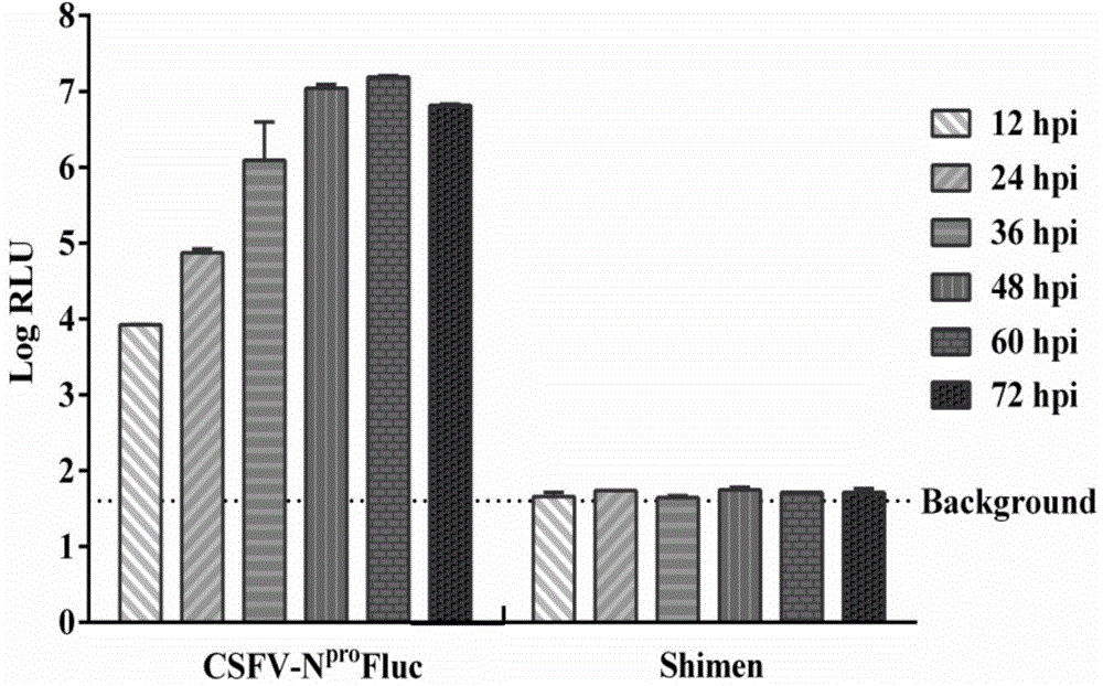 Anti-swine fever virus infection siRNA (small interfering ribonucleic acid) and application thereof