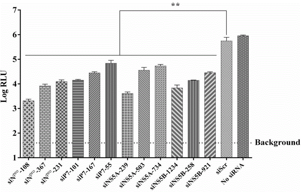 Anti-swine fever virus infection siRNA (small interfering ribonucleic acid) and application thereof