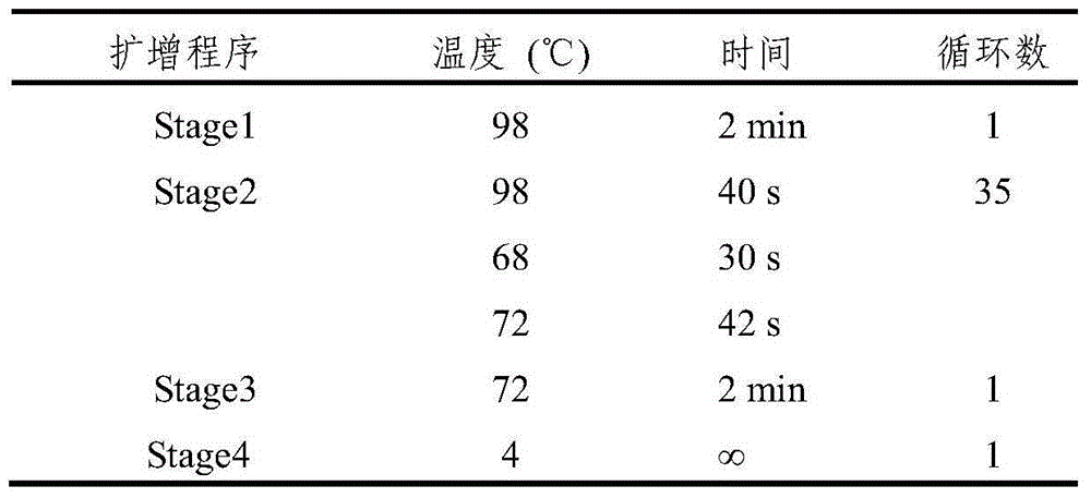 Cattle muscle enhanser and application thereof