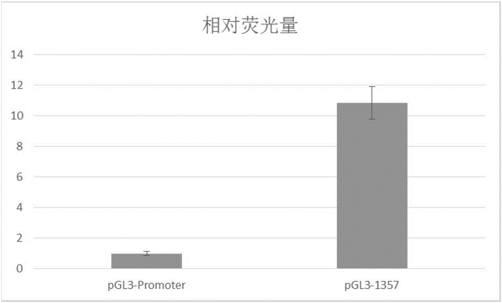 Cattle muscle enhanser and application thereof