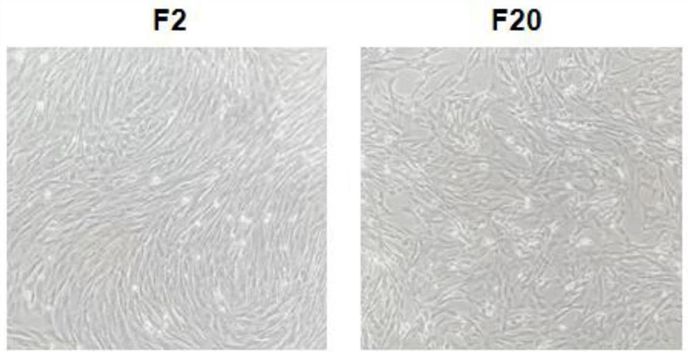 Fibroblasts derived from multiple tissue sources of native dog through primary isolated culture and immortalization construction method of fibroblasts