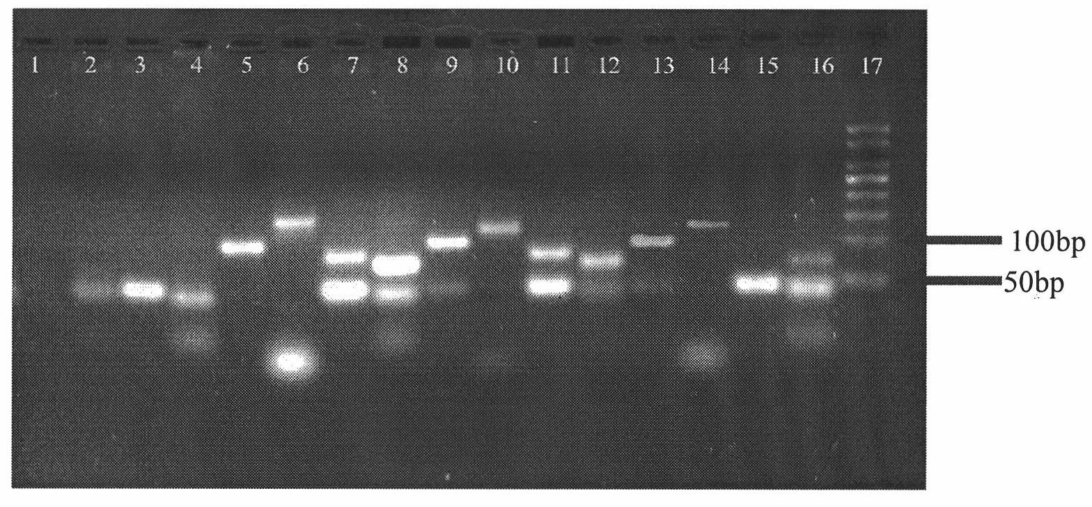 Method for extracting DNA from formalin fixed hair