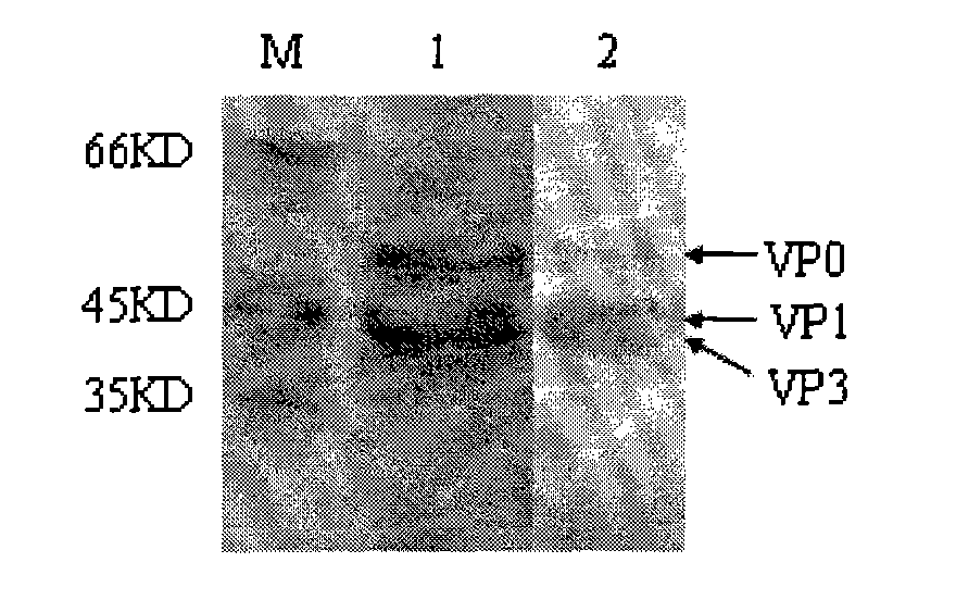 Foot and mouth disease virus-like particle, preparation method and application thereof
