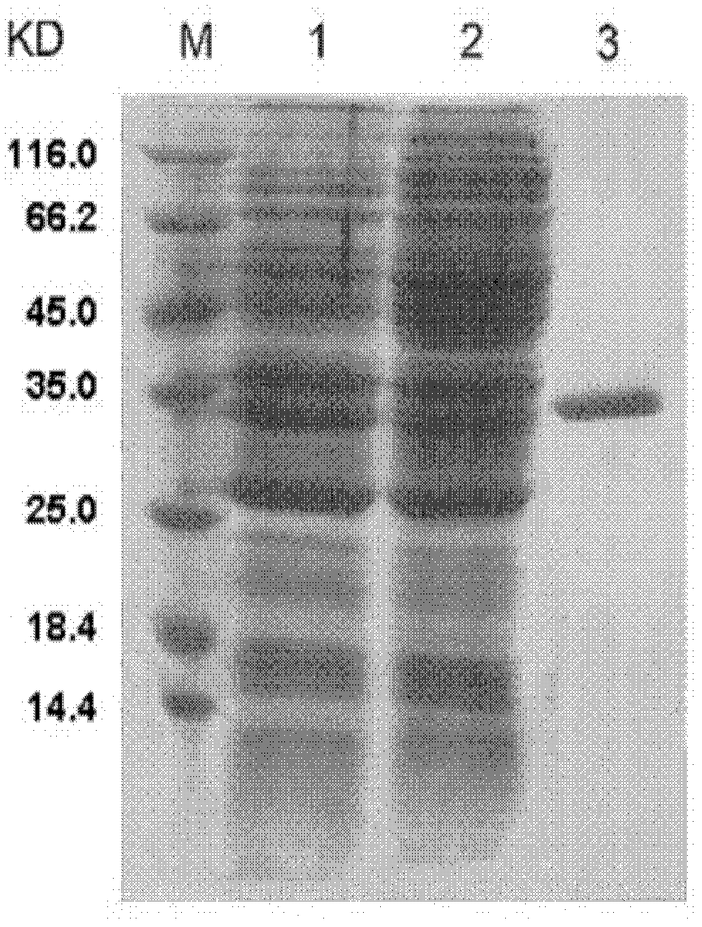 Flavobacterium strain and endo-alginate lyase coding gene and its preparation and application