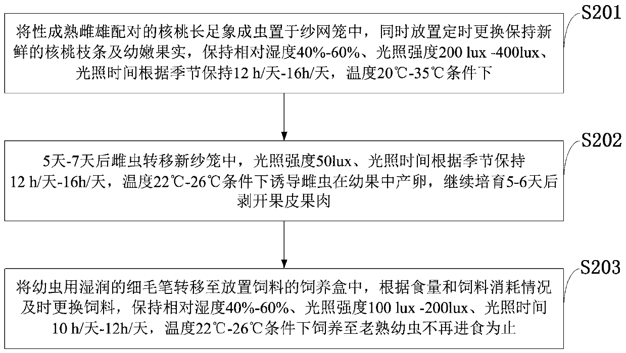 Preparation method, cultivation method and application of alcidodes juglans chao larva feed