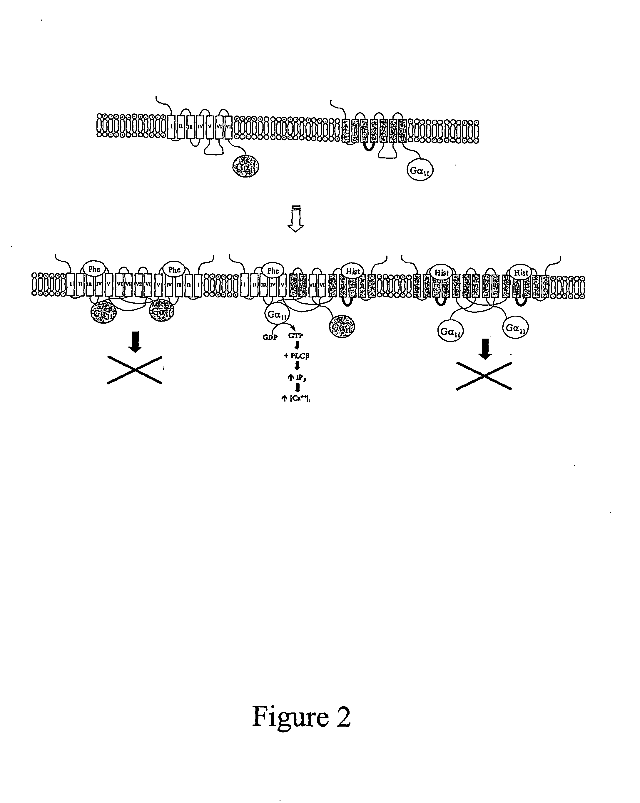 Materials and methods relating to g-protein coupled receptor oligomers