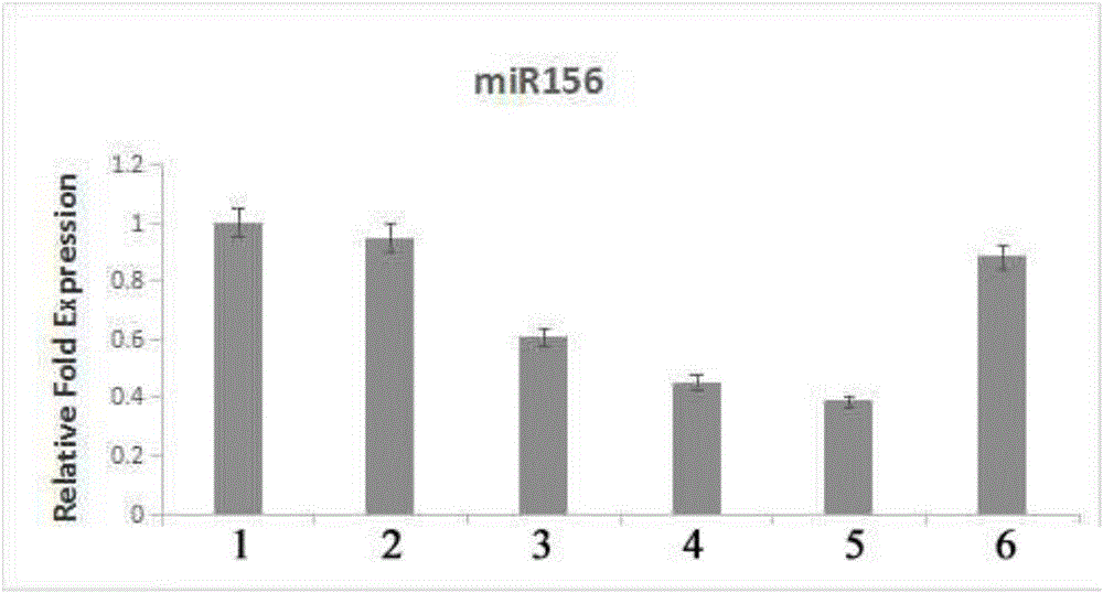 Method for detecting expression quantity of miR156 of malus sieversii