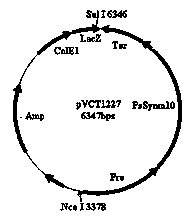 Multi-gene binary expression vector constructed by using homologous recombination and preparation method and application of multi-gene binary expression vector