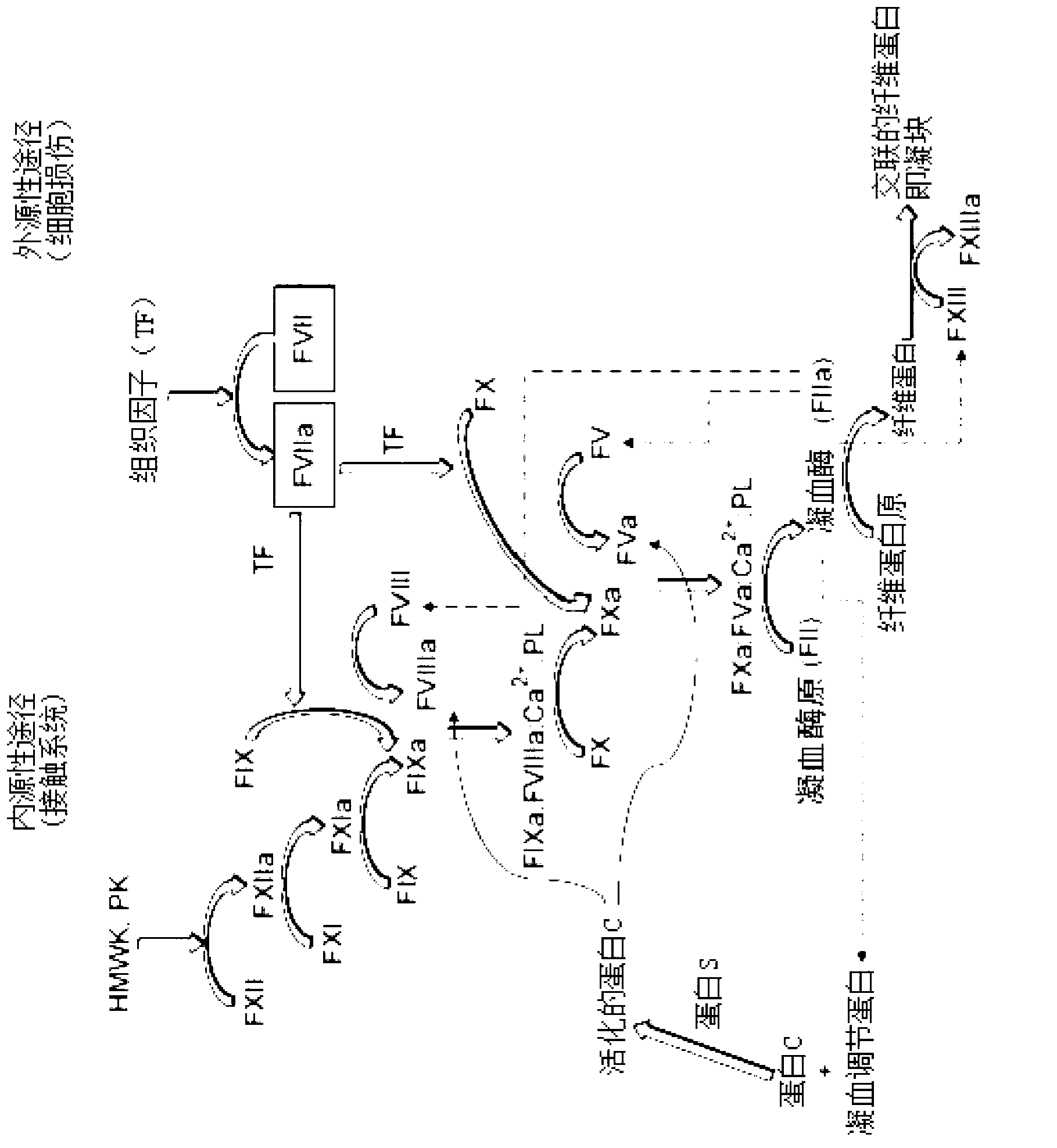 Conjugated blood coagulation factor viii