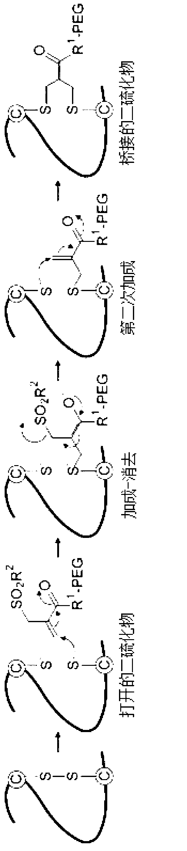 Conjugated blood coagulation factor viii