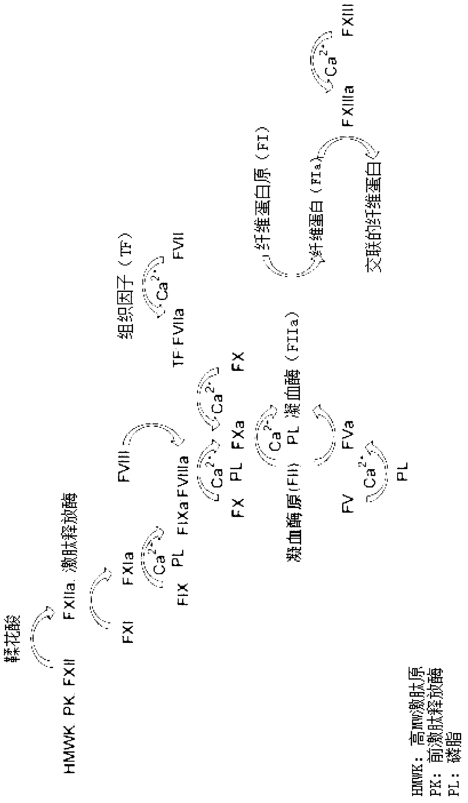 Conjugated blood coagulation factor viii