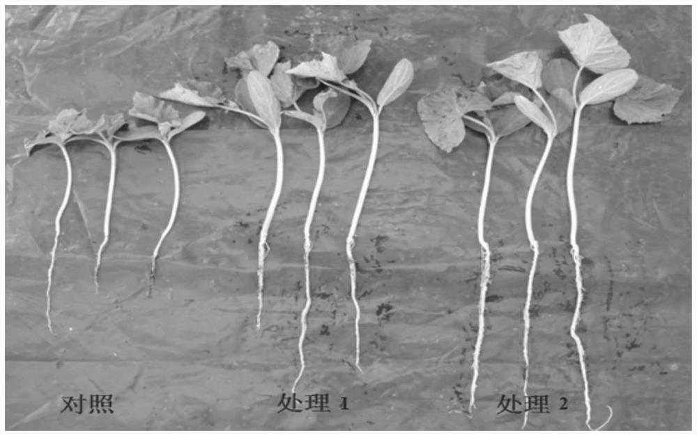 A strain of Trichoderma aculeatus with growth-promoting effect and its cultivation method and application