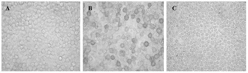 H3N8 subtype equine influenza recombinant virus-like particle vaccine as well as preparation method and application thereof