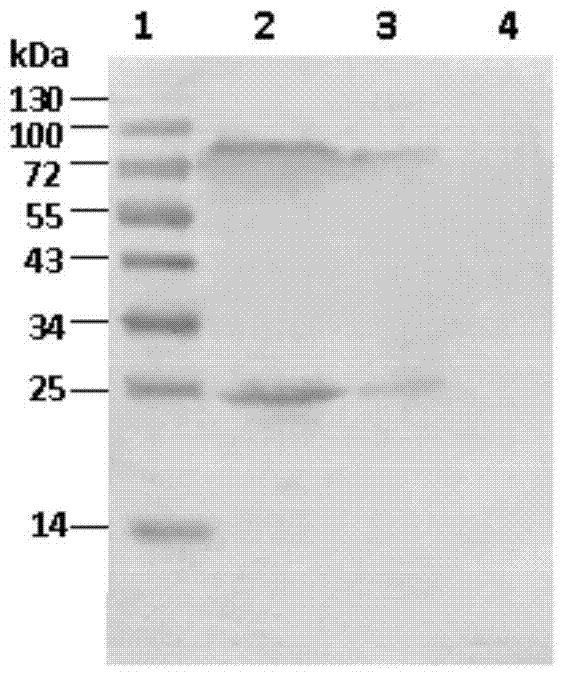 H3N8 subtype equine influenza recombinant virus-like particle vaccine as well as preparation method and application thereof