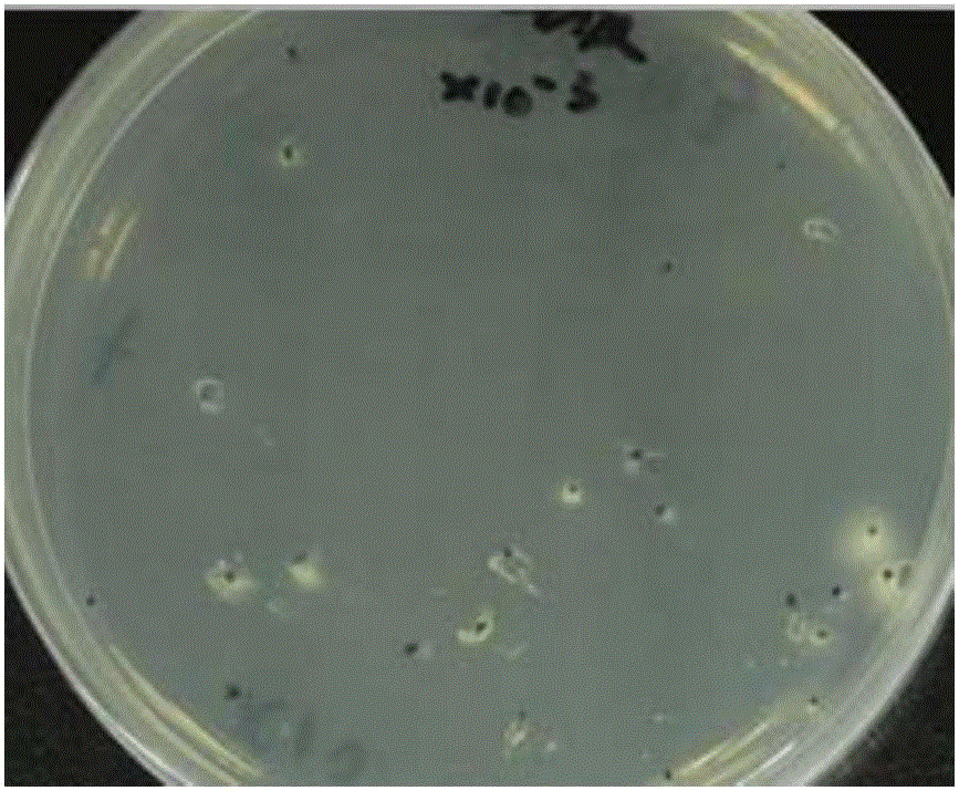 Lucid ganoderma basidiospore germination culture medium