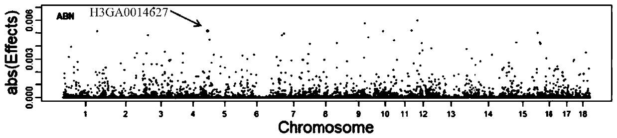 Pig sperm malformation rate related molecular genetic marker and application thereof