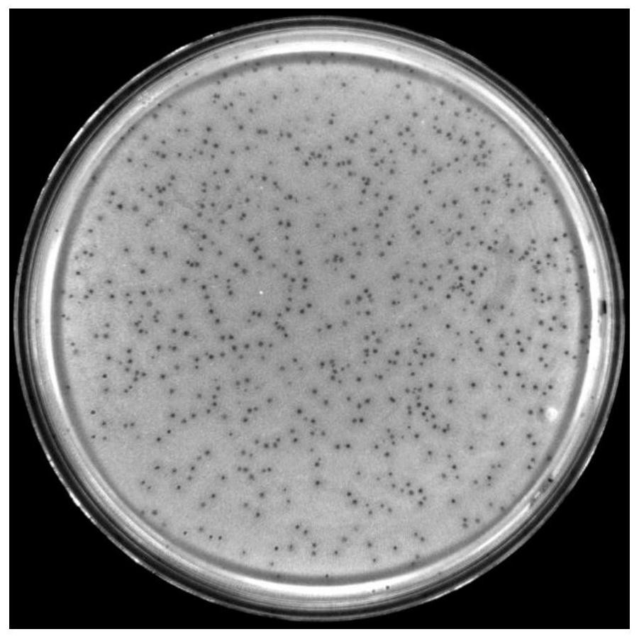 Bacillus cereus phage DLn1 and application thereof