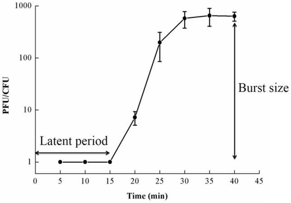 Bacillus cereus phage DLn1 and application thereof