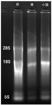 Method for detecting transcription level of SLC2A9/GLUT9 gene of tree shrews through RT-qPCR