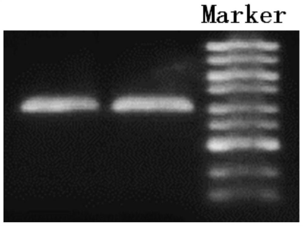 Pear cellulose synthase gene PbrCSLD5 and application thereof